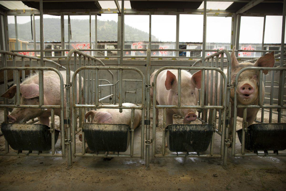 Pigs eat at a farm in Panggezhuang village in northern China's Hebei Province on May 8, 2019. (Mark Schiefelbein/AP)