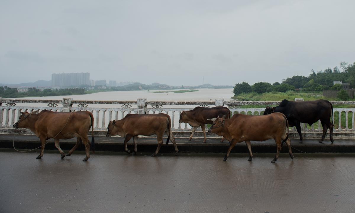 Heifer Herd Blocks Highway, Police Wrangle for 30 Minutes