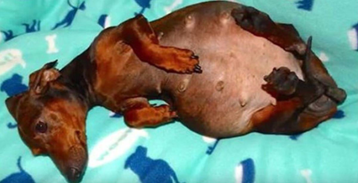 Pregnant Dachshund Is Found Abandoned; Vet Looks Closer and Realizes the Sad Truth