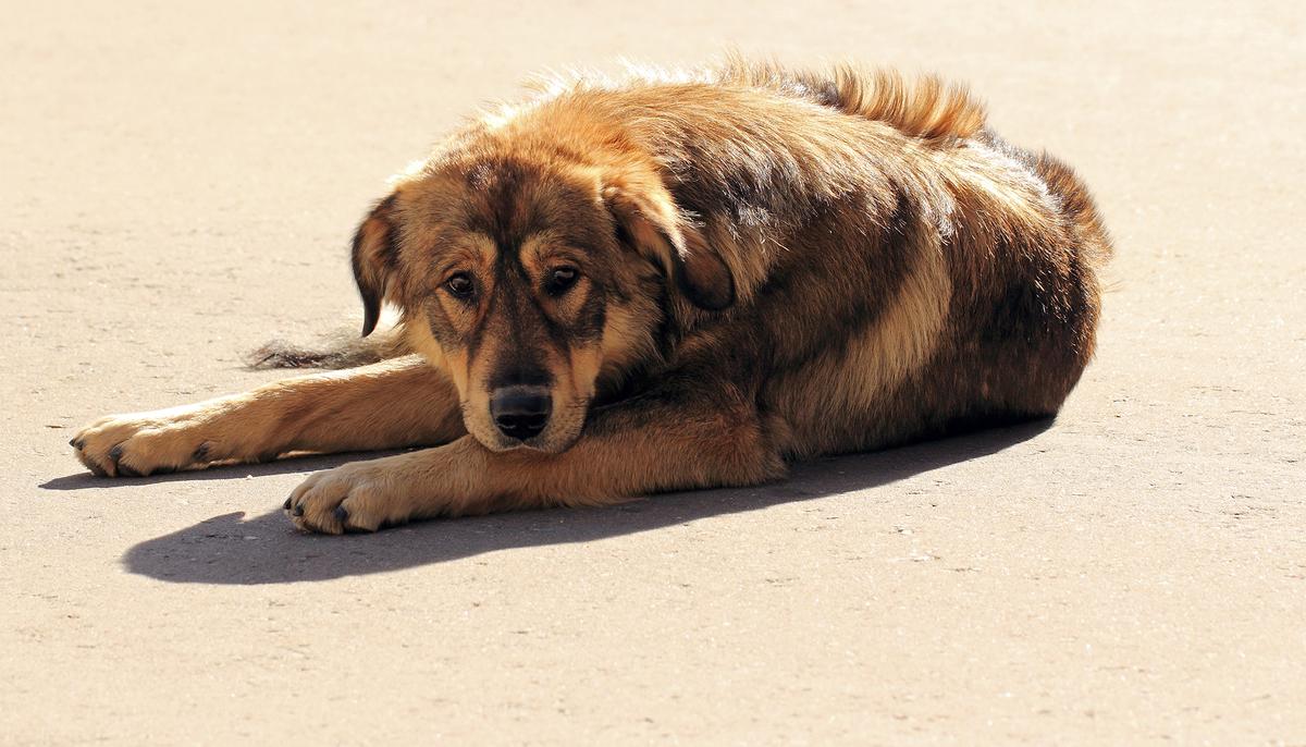 Mom Misses Her Pup That Was Trapped in a Pipe for 10hrs–When They Reunite, It’s AMAZING