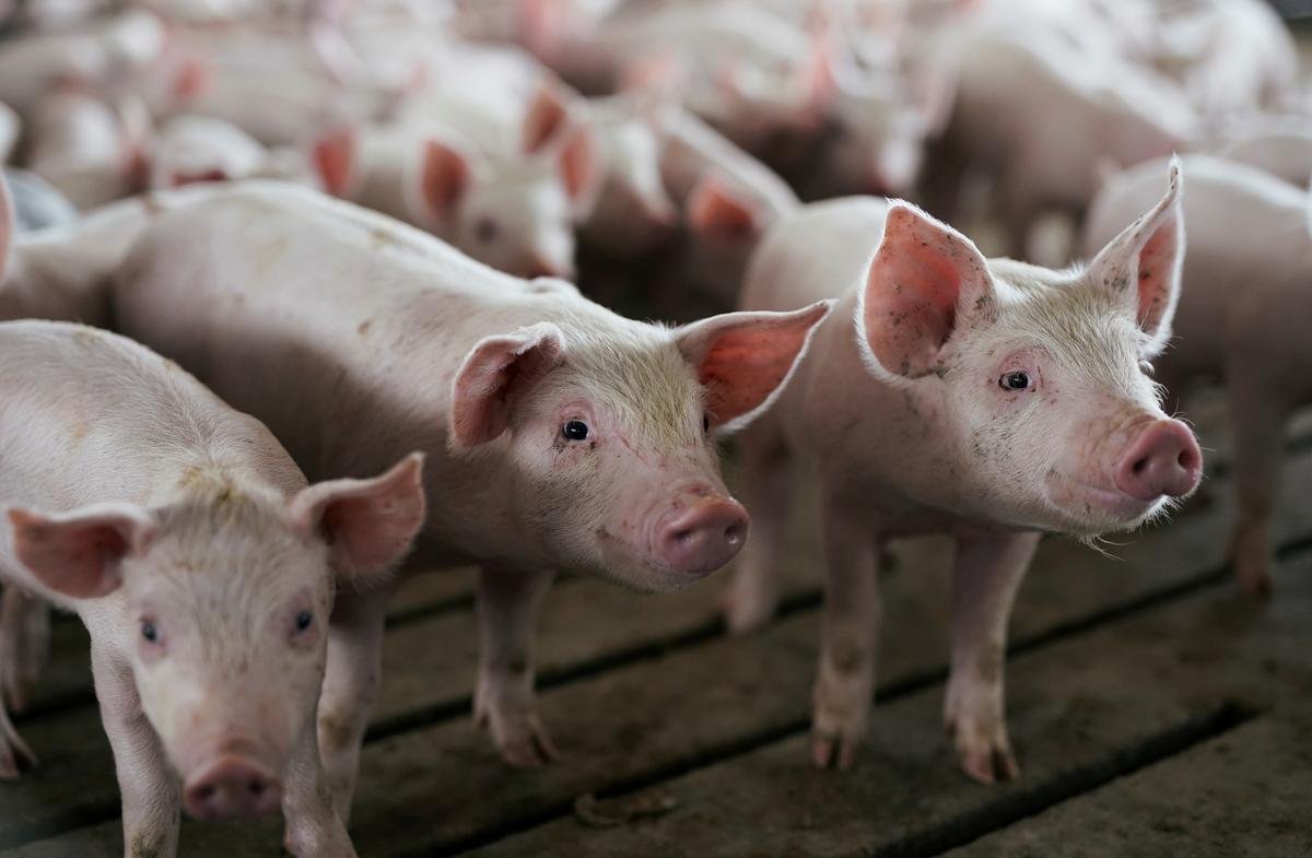 China Reshapes Global Meat Markets as African Swine Fever Rages