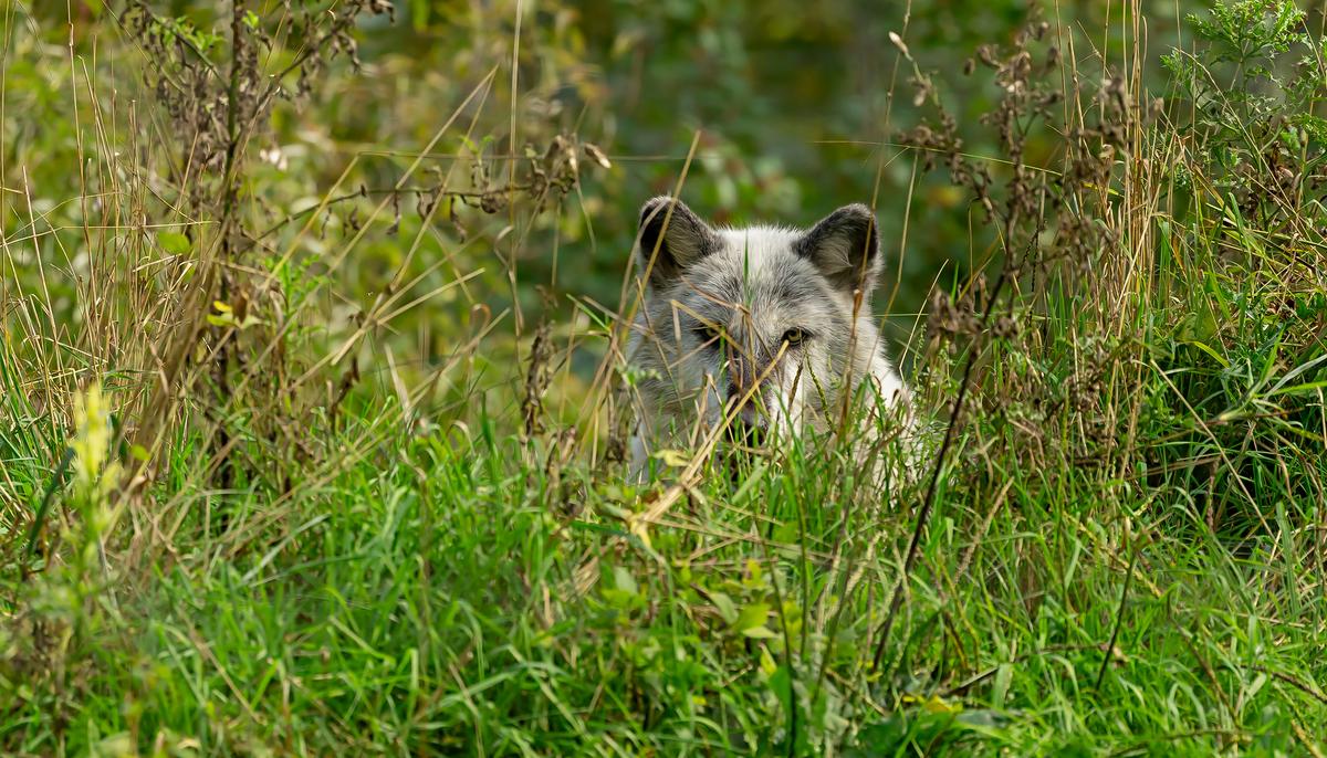 Man Risks His Life to Rescue Timber Wolf Stuck in Hunting Trap