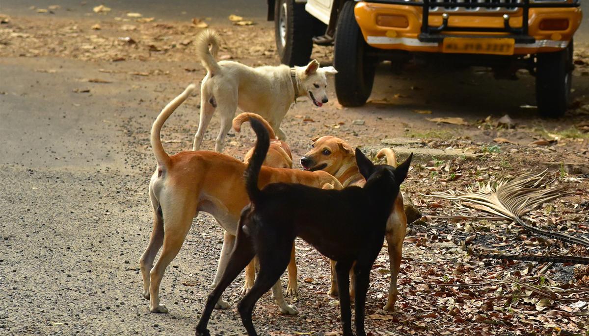 Indian Man Saves His Money For 10 Years to Buy a ‘Pet Ambulance’ to Rescue Desperate Stray Dogs