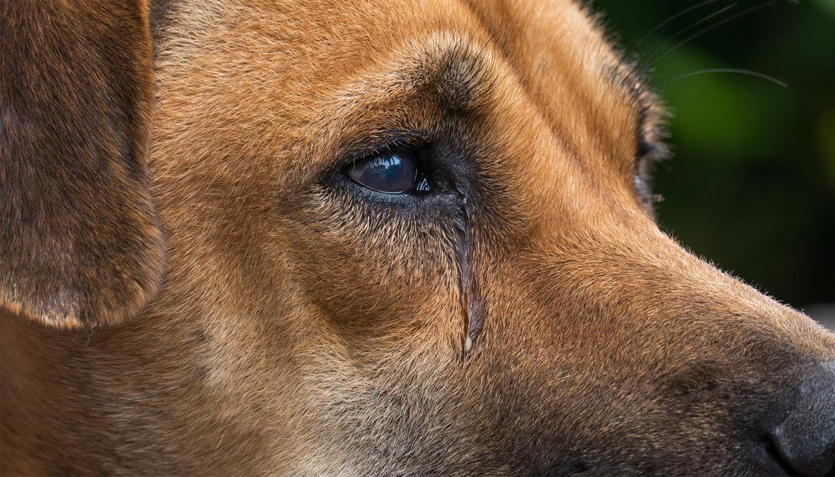 Undercover Footage Reveals Barbaric Treatment of Monkeys and Dogs at ‘German Laboratory’