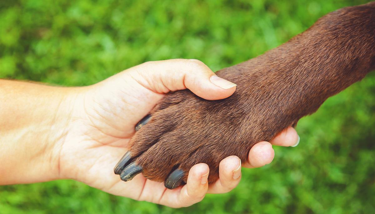 Stray Dog Was Seen Living on Porch of Abandoned House–Until 2 Humans Gave Her a Forever Home