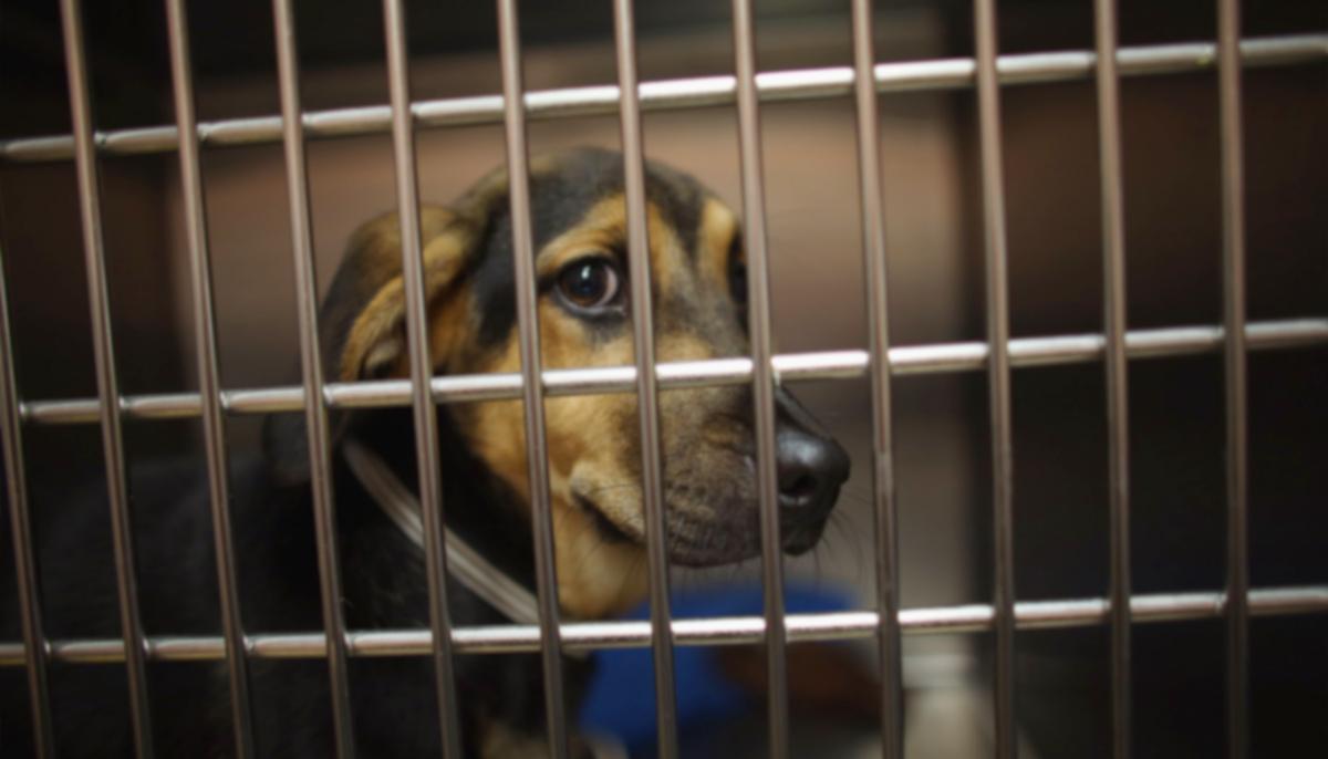 Heartbroken Beagle Dumped at Shelter So Family Could Take Their New Dog on Vacation to Hawaii