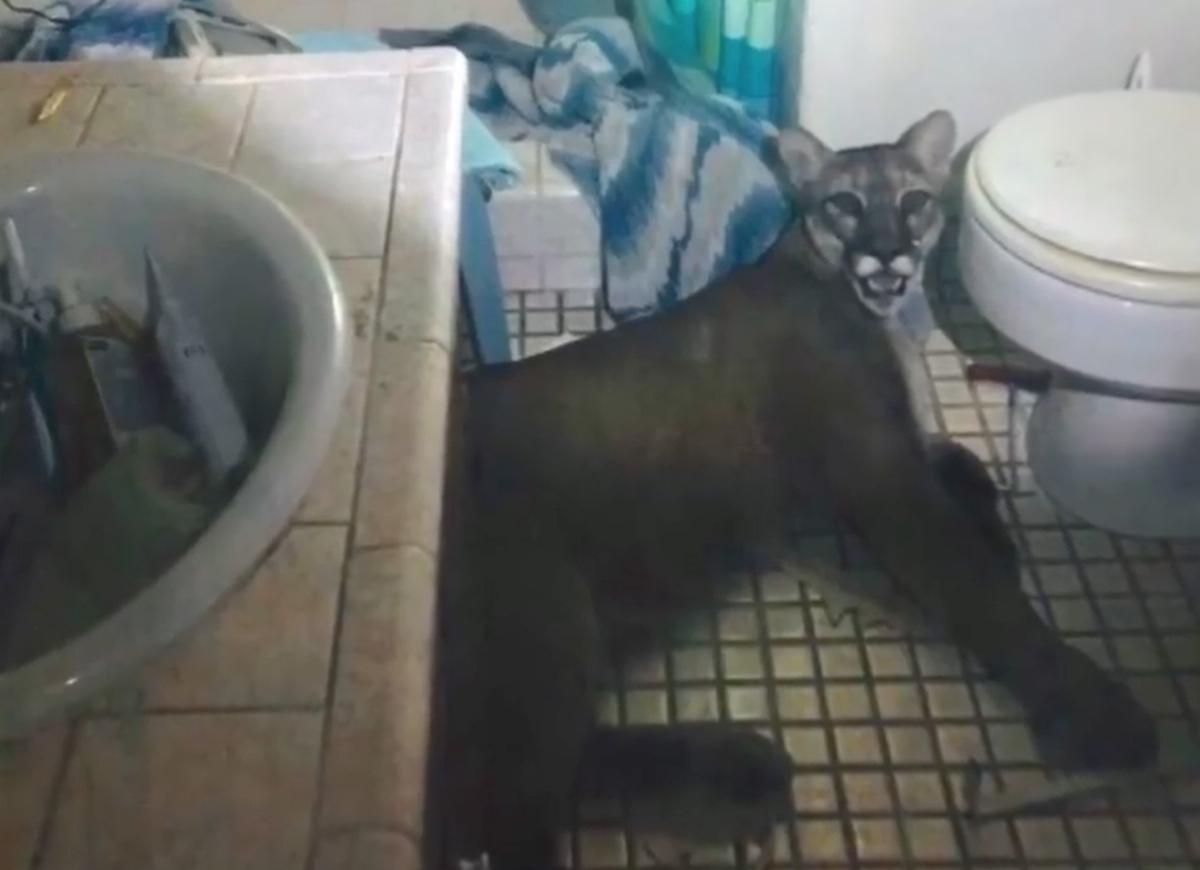Mountain Lion Breaks Into House, Gets Cornered Before Leaping out of Window
