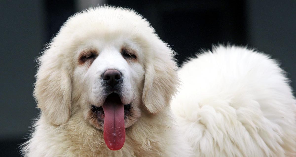 Video of Embarrassed Puppy Confronted Over Chewed Sandal Goes Viral