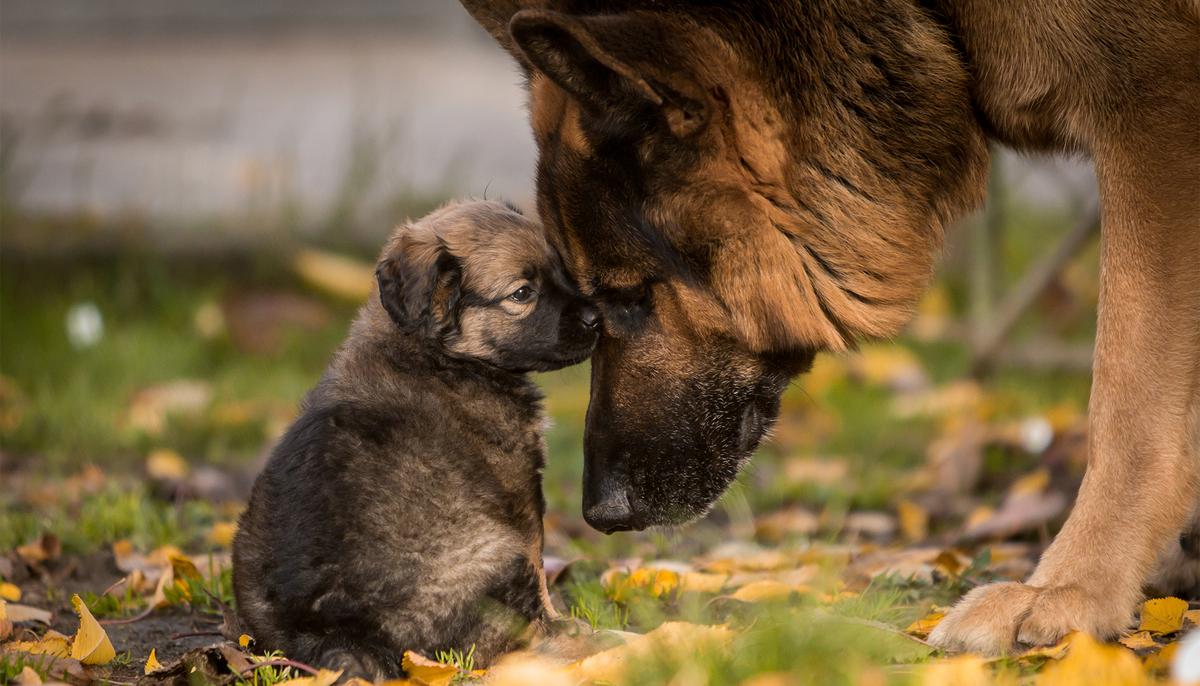 Naughty German Shepherd Puppy Refuses to Take a Nap Until Mama Dog Steps In