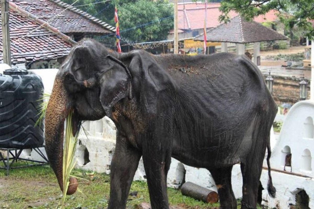Emaciated Elderly Elephant Dies 1 Month After Parade Photos Go Viral