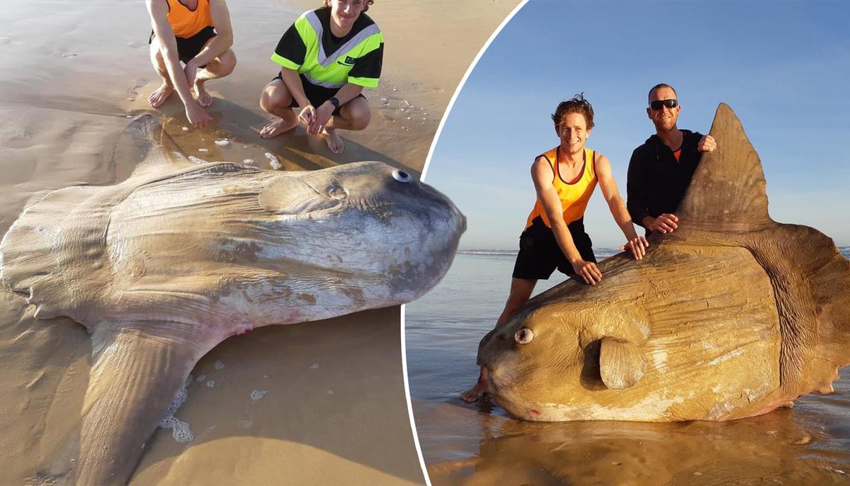 Rare 1.8-Meter Sunfish Washed Up on an Australian Beach: ‘I Thought It Was Fake’