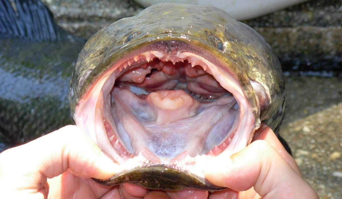 Snakehead Fish Now Found in 14 US States, Could ‘Forever’ Change Ecosystem