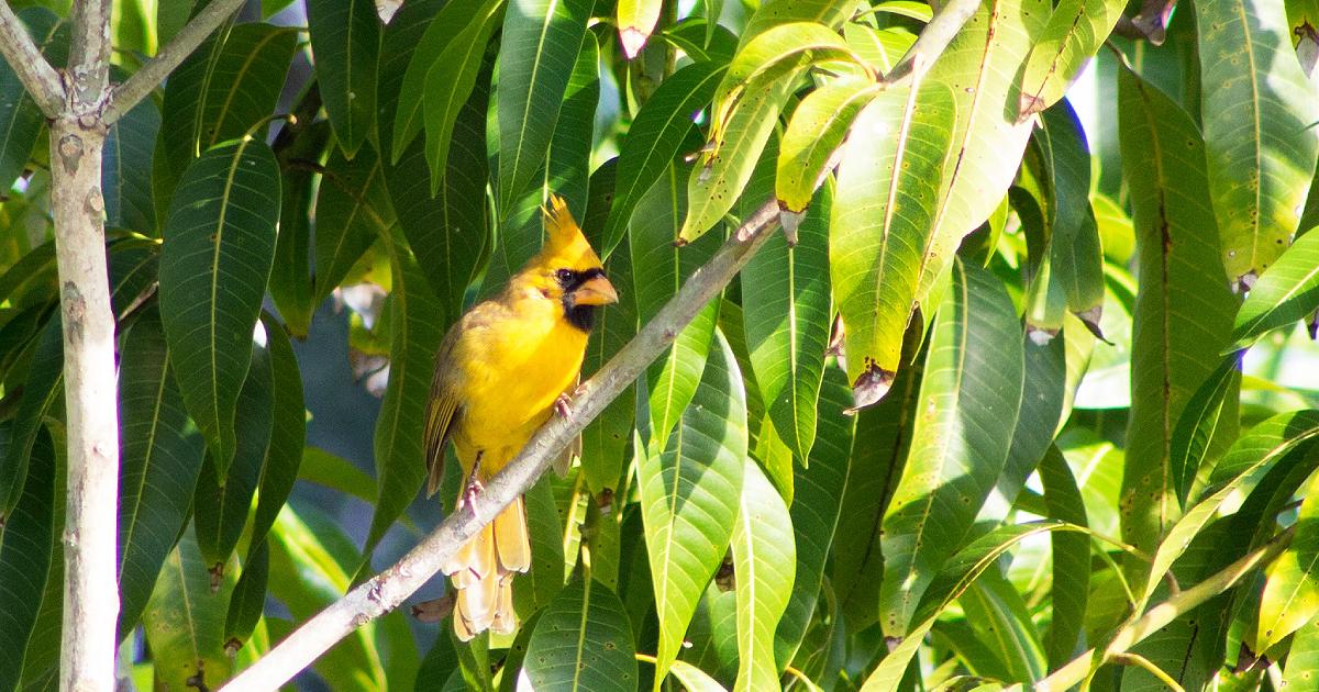 Woman Photographs Extremely Rare ‘One in a Million’ Yellow Cardinal in Florida