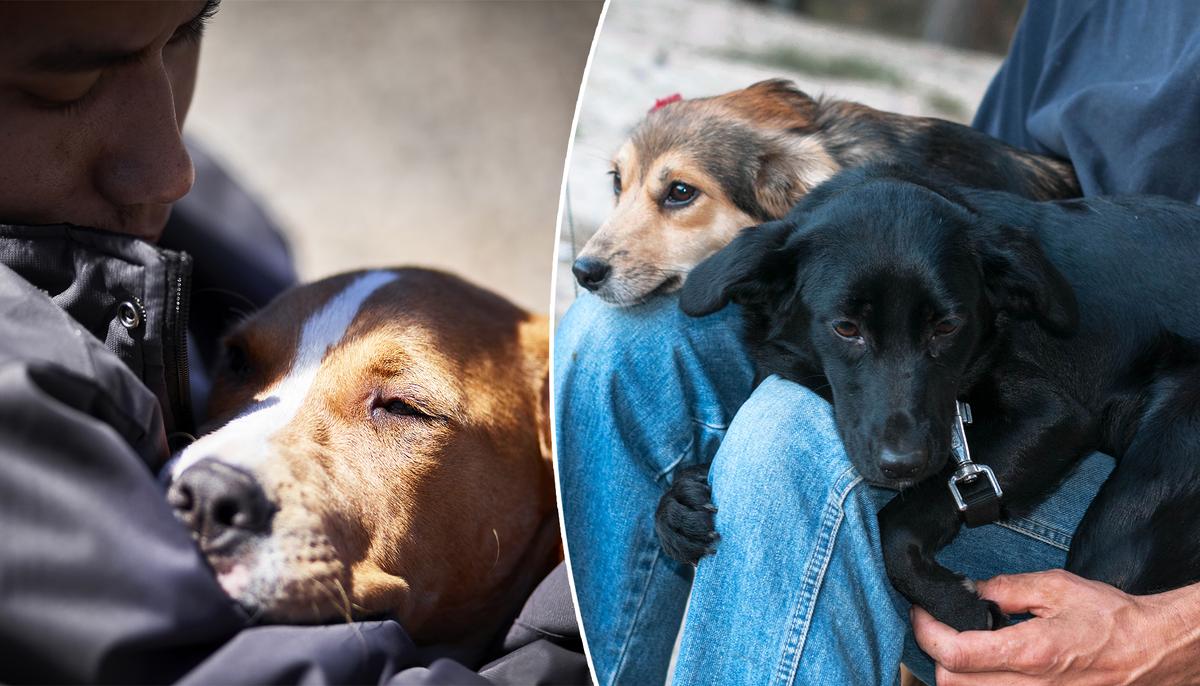 Prison Inmates Help Rehabilitate Abused Rescue Dogs for Adoption and Learn to Love Again
