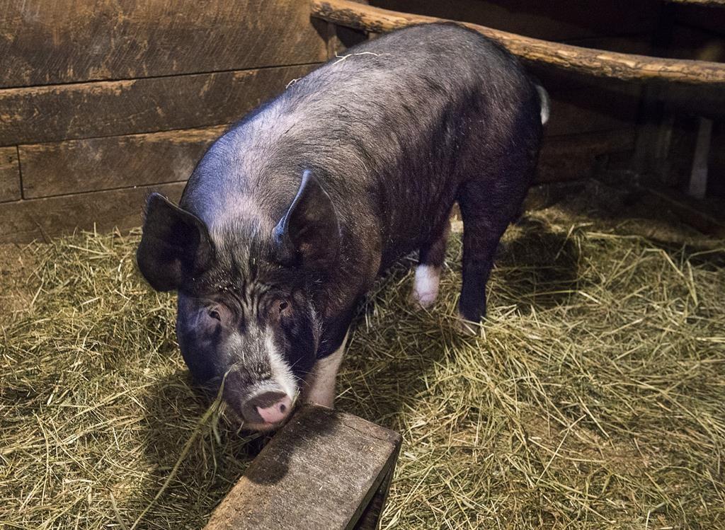 Canadian Pork, Beef Exports to China to Resume