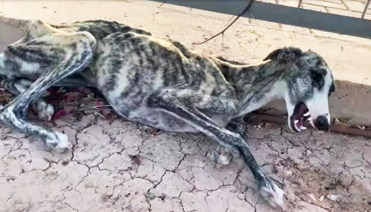 Abandoned, Starving Greyhound ‘Screams’ As Rescuer Approaches, but Watch Her Amazing Transformation!