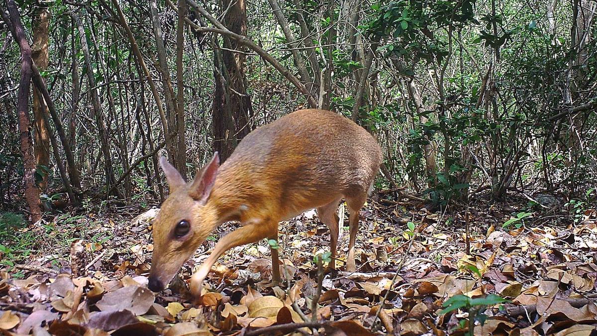 Tiny Deer-Like Animal Seen for First Time in 30 Years in Vietnam