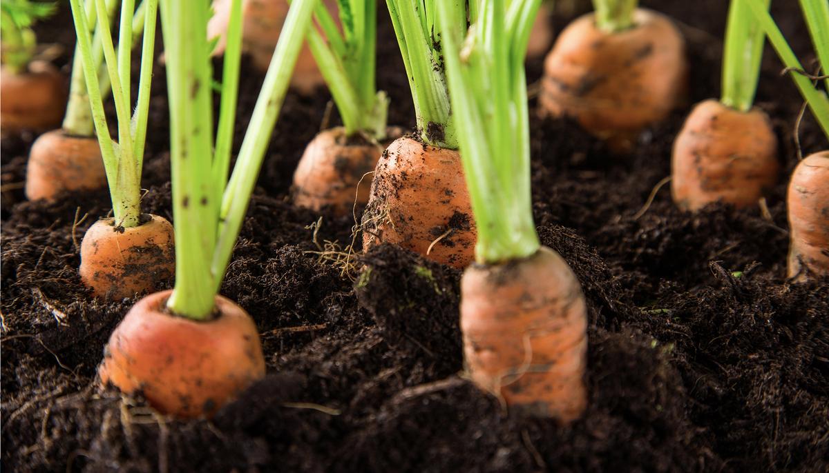 Man Finds Lost Wedding Ring Stuck in a Carrot Years After Losing It