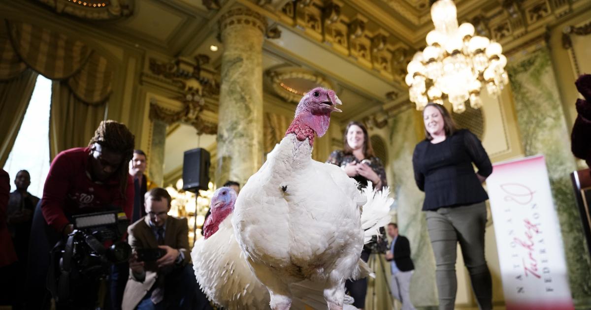 White House Reveals Names Of Turkeys To Be Pardoned By Trump This Thanksgiving