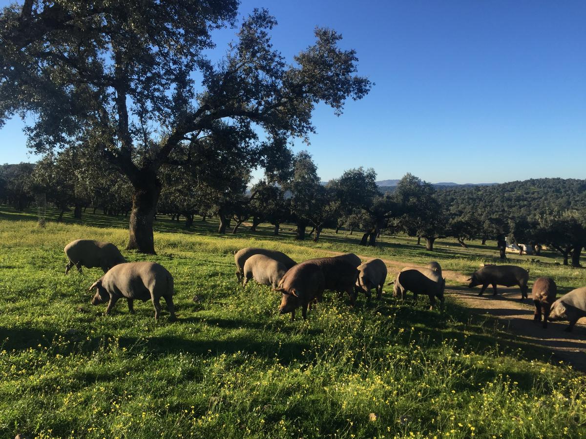 Day of Pigs: Ham Adventures in Spain
