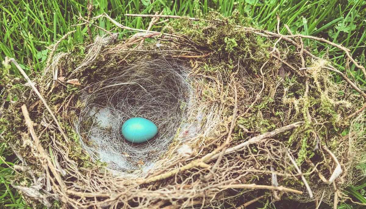 Starling Bird That Emerged From a Cracked Egg Is 5 Years Old Now and Can Talk