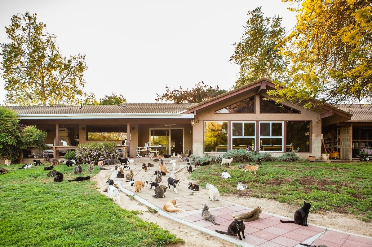 Photo courtesy of <a href="https://www.facebook.com/TheCatHouseontheKings/">The Cat House On The Kings.com</a>
