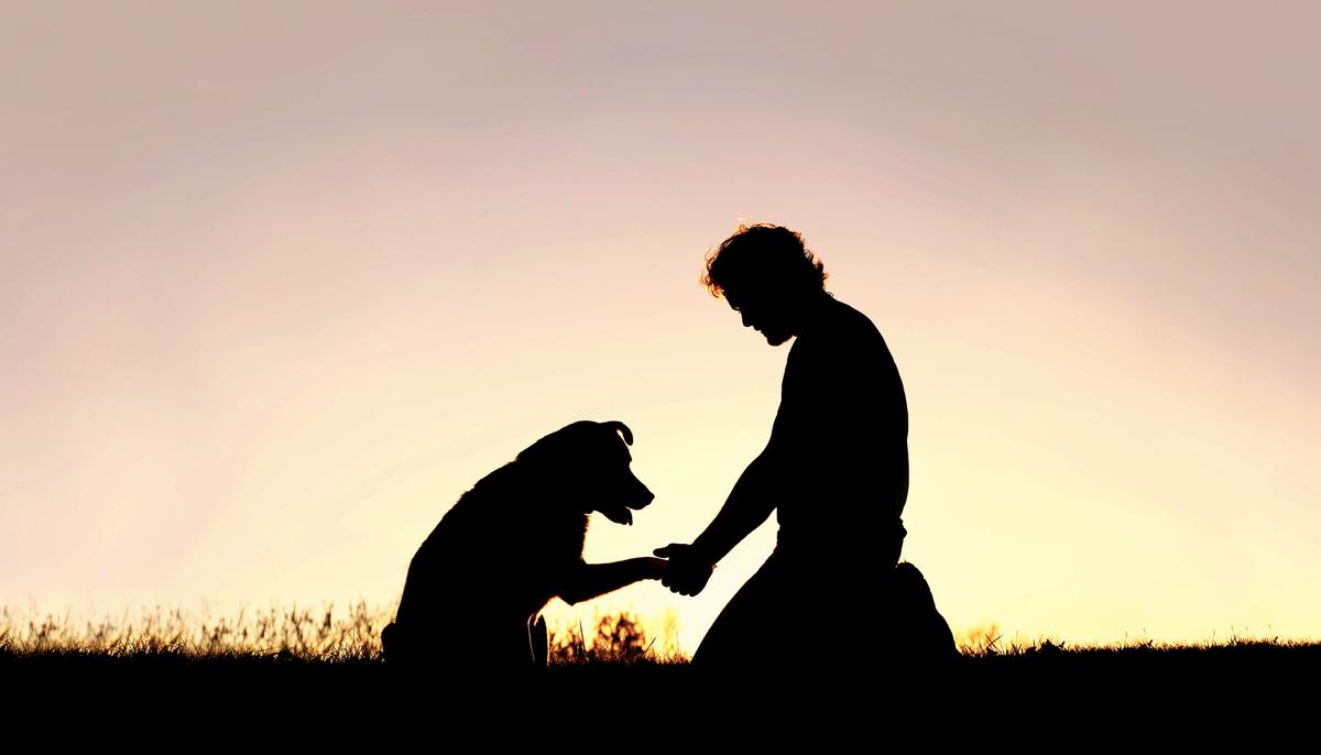 ‘I Just Couldn’t Leave Her’: Man Adopts 10-Year-Old Dog With Terminal Cancer That Nobody Else Wanted