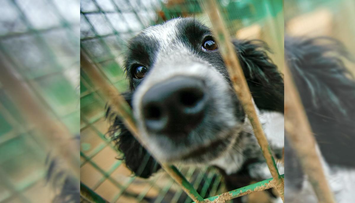 Video: Lonely Pound Dog So Relieved to Be Rescued She Falls Asleep in Rescuer’s Arms