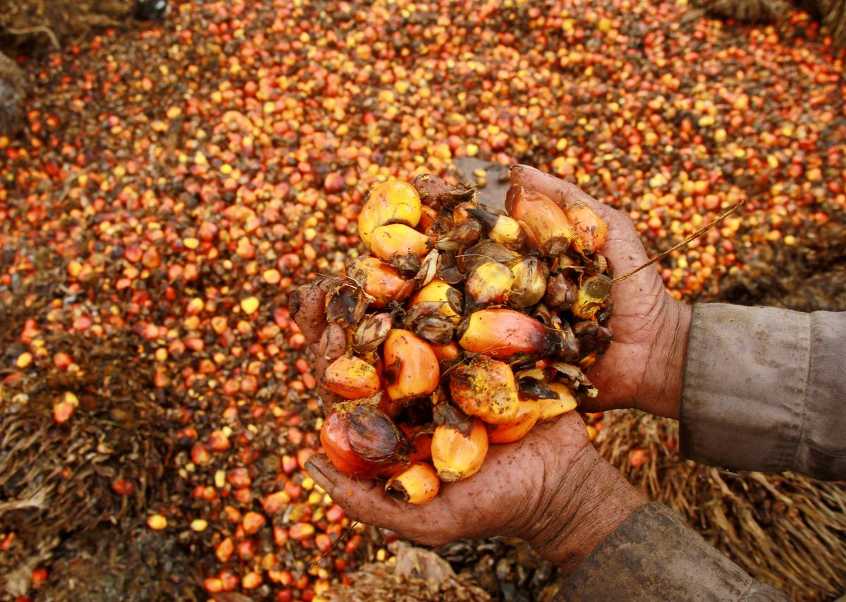 Indonesia Files WTO Palm Oil Suit as Tensions With EU Grow