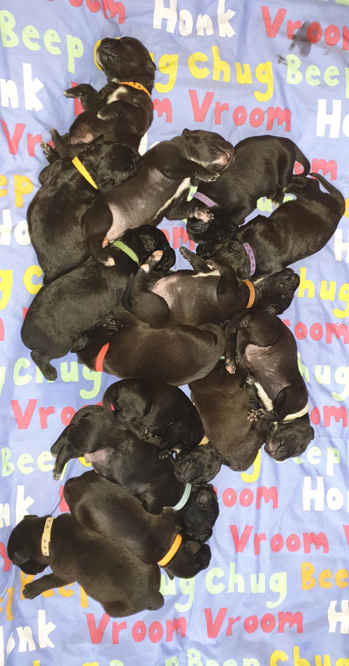 Some of Mary Jane's litter of puppies. (©SWNS)