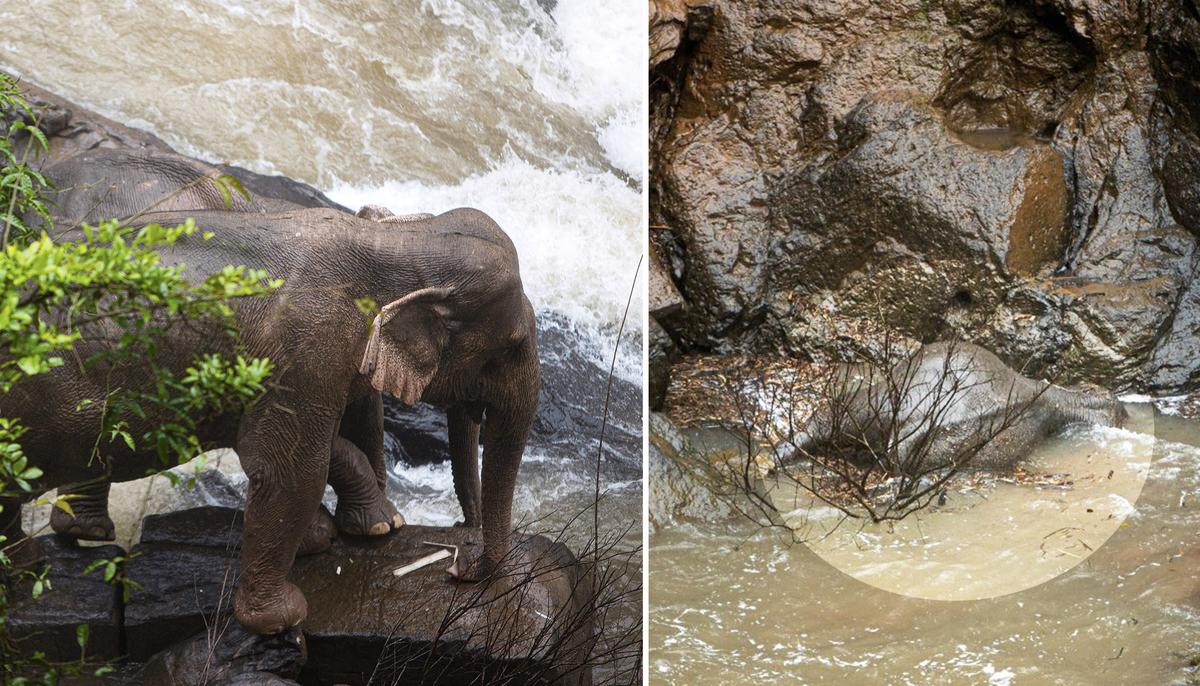 11 Elephants Tragically Plunge to Their Deaths Trying to Save Fallen Calf at Notorious Waterfall in Thailand