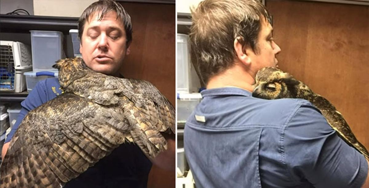 Grateful Owl Gives a Big ‘Hug’ to Man Who Saved It From Brink of Death