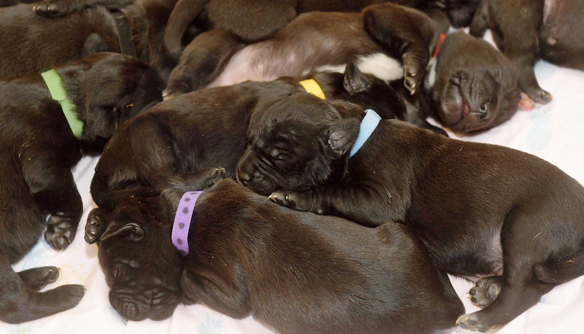 Dog Could Have Set a New World Record After Giving Birth Naturally to 21 Puppies