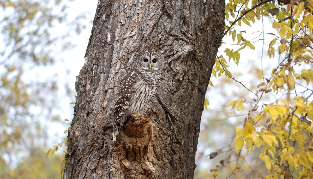 Photographer Hides for Two Hours to Capture This Perfectly Camouflaged Owl