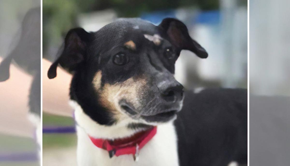 Dog Wakes Up Family When Fire Engulfs Home, Makes the Ultimate Sacrifice as They Escape