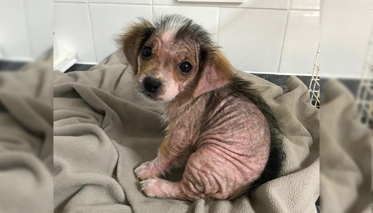 Pup That Lost Fur Due to Mange Looks Unrecognizable After Being Nursed Back to Health