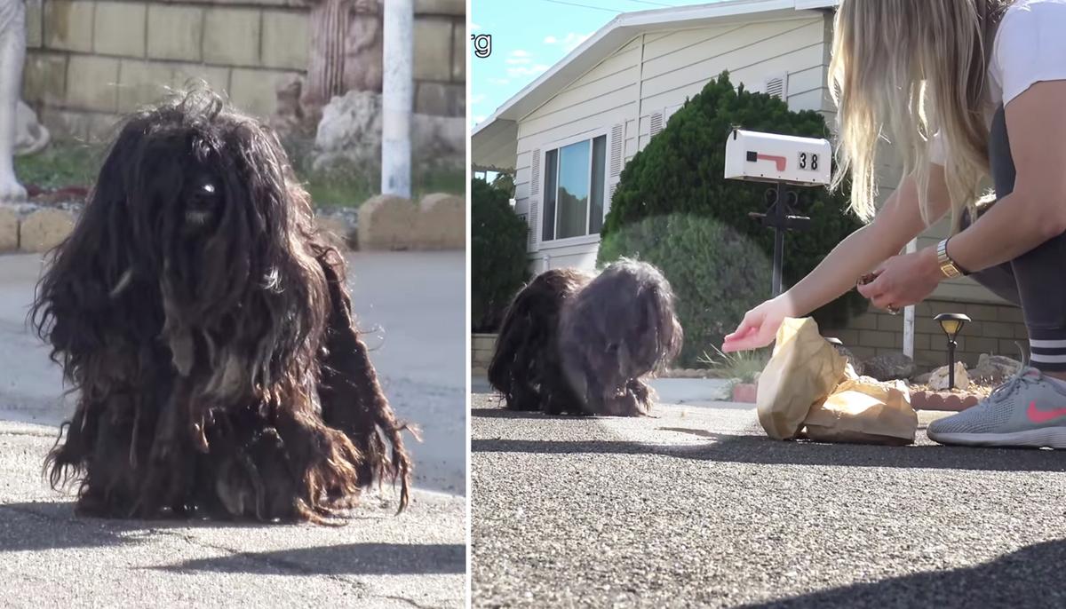 Scared, Matted Homeless Dog Avoids Humans for 2 Years–Until a Group of Strangers Win Her Trust