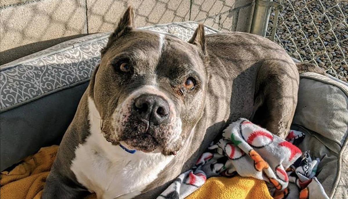 Senior Dog Spends 5 Lonely Years in California Shelter, Until Finally Getting Adopted for Christmas