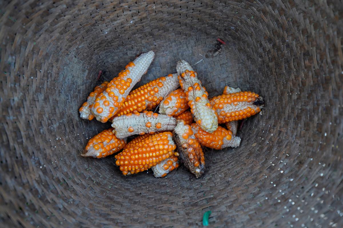 China Suspends National Rollout of Ethanol Mandate: Sources