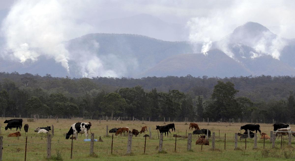 Canadian Team to Head to Australia Next Week to Help Rescue Animals