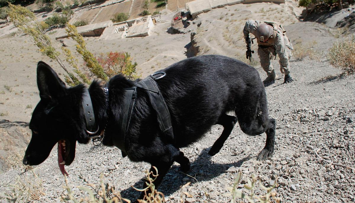 Retired Military Dogs in Need of Forever Homes–and Air Force Seeks Loving Owners to Adopt Them