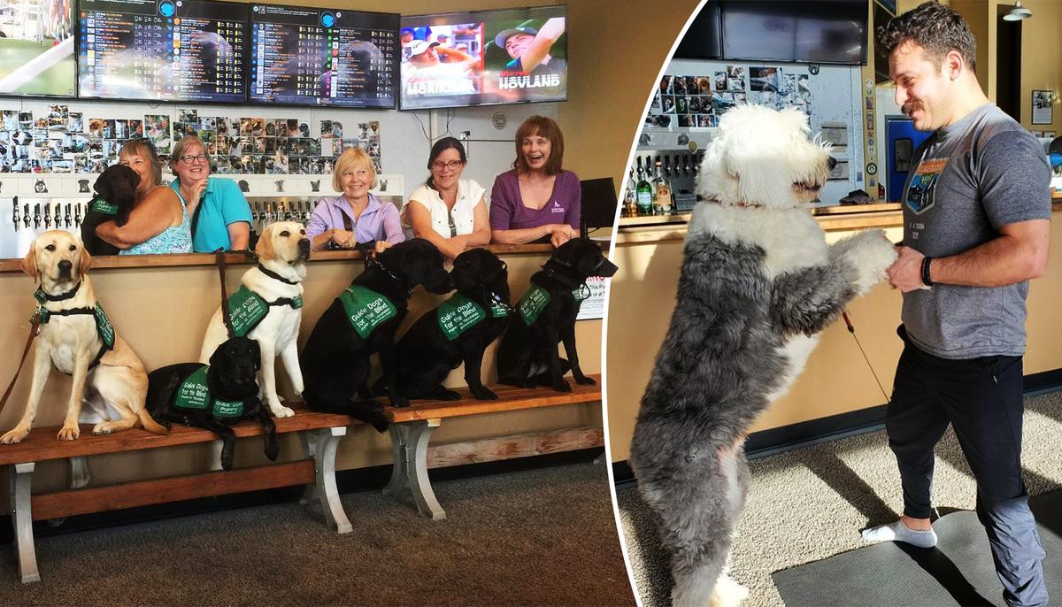 The World’s First and Only ‘Dog Tap House’ Offers Homeless Dogs for Adoption While You Wet Your Whistle