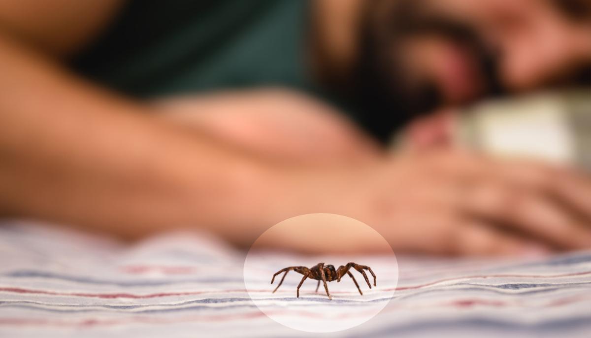 Terrifying New Spider With Toxic, Skin-Rotting Bite That Likes to Lurk in Clothing Discovered in Mexico