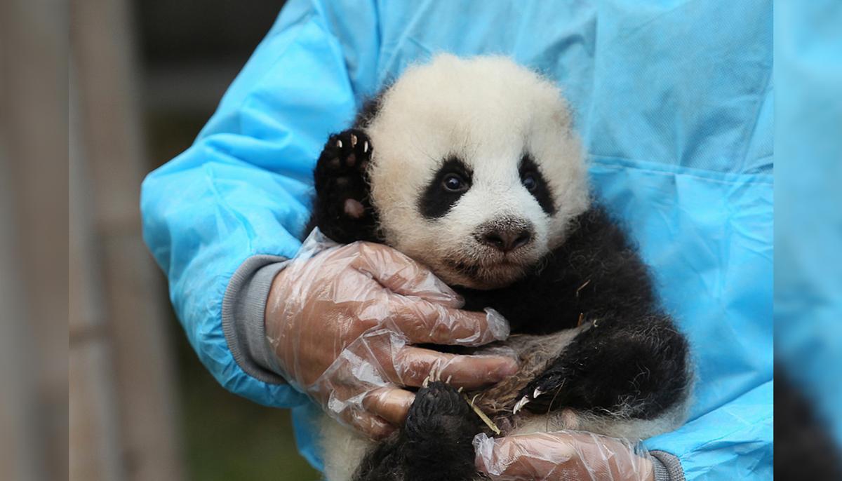 Giant Panda Mom Meets Her Baby for First Time in Taiwan Zoo, and the Video Is Totally Adorable