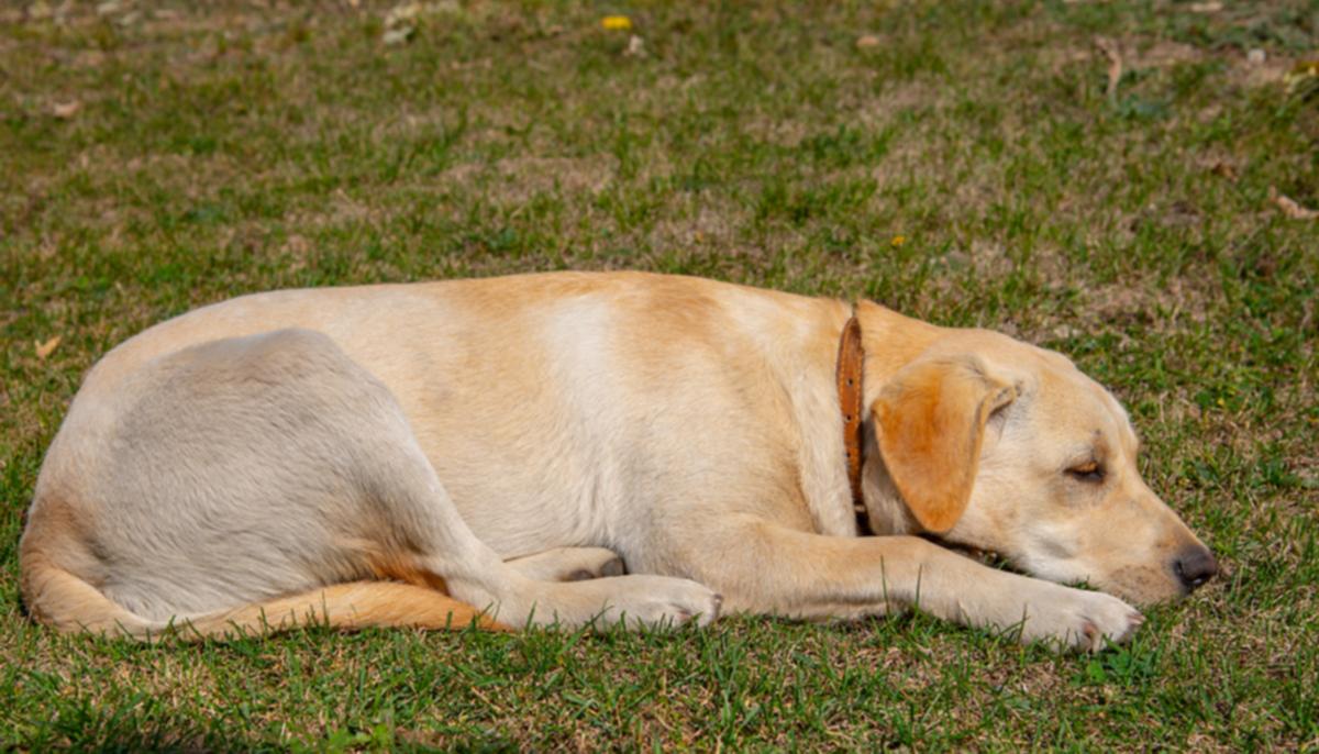 Loyal Lab Waits Outside Hospital Entrance for a Week for Owner That Passed Away