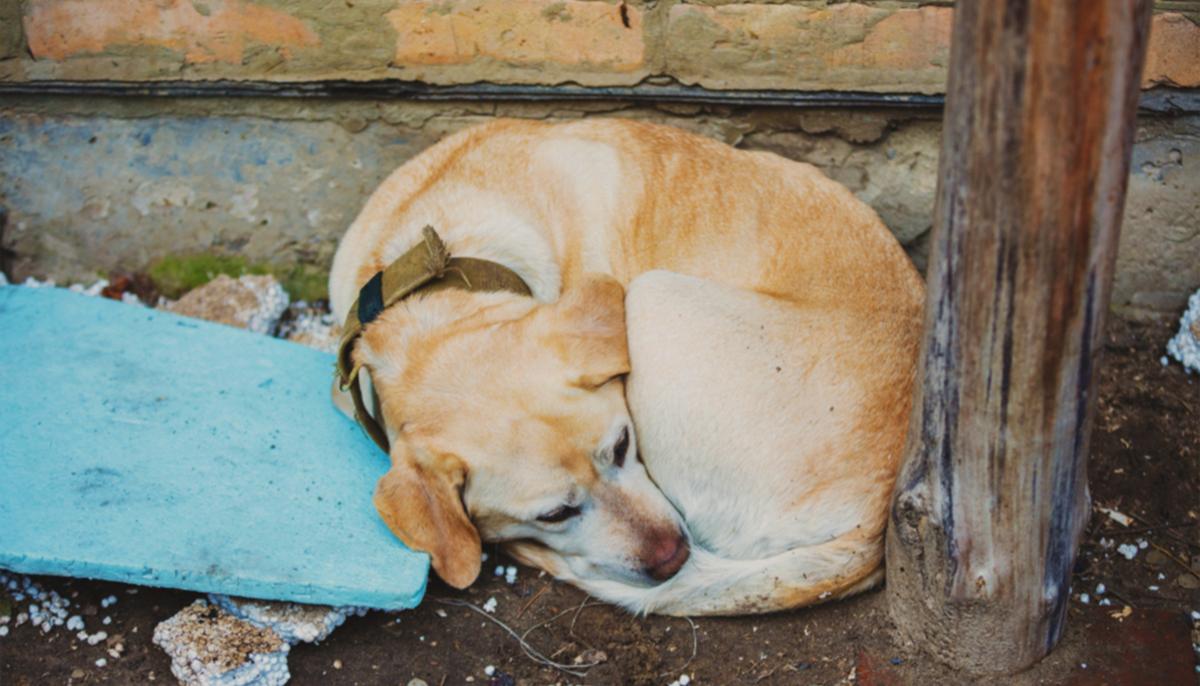 4 Young Boys in Detroit Find Starving, Abandoned Dog Tied to House With Bungee Cords and Rescue Her