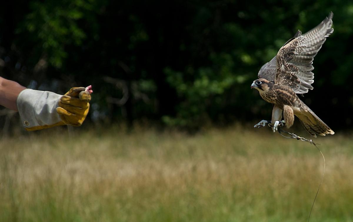 Court Finds Falconry Regulations Run Afoul of the Bill of Rights