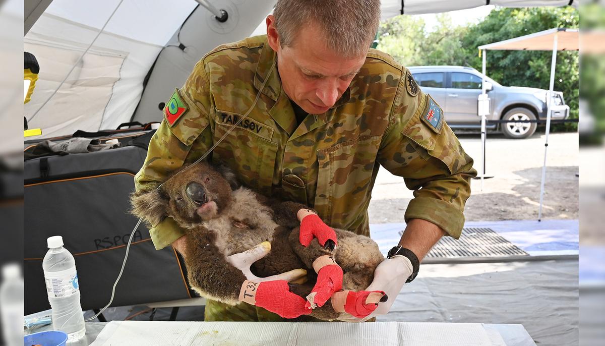 Australian Army Deployed to Lend a Helping Hand to Support Endangered Koalas at Wildlife Park