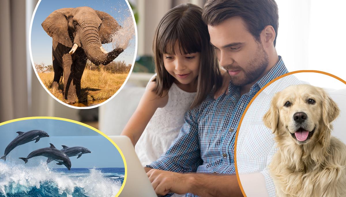 16 Animals Are Hiding in This Photo. If You Can Spot Over 4, Count Yourself a Genius!