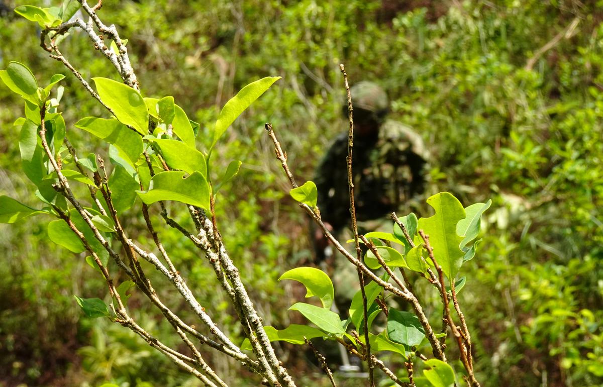 Colombia Aims to Eradicate More Than 321,000 Acres of Coca in 2020